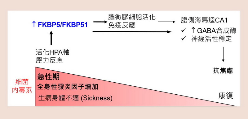 01-1FKBP5基因與抗焦慮之機轉