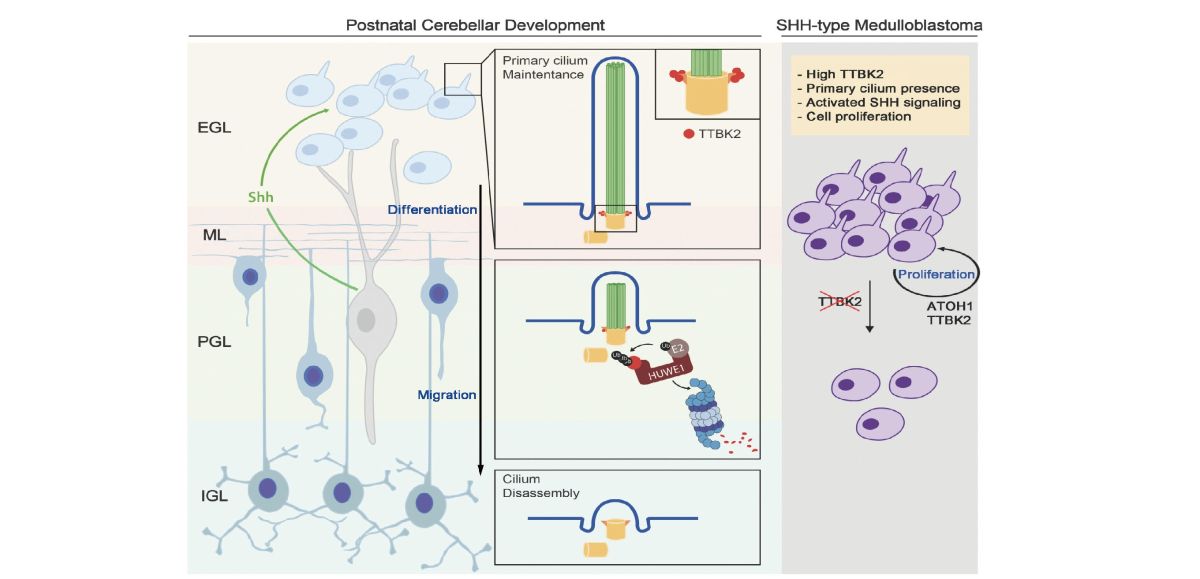 研究團隊發現 研究團隊發現